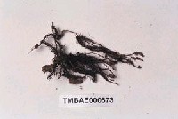 藏品(刺邊小金髮苔)的圖片